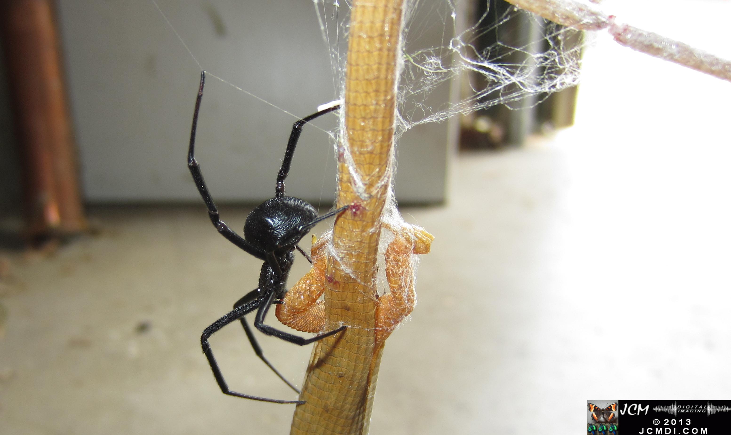 Black Widow vs (and EATS) Alligator Lizard